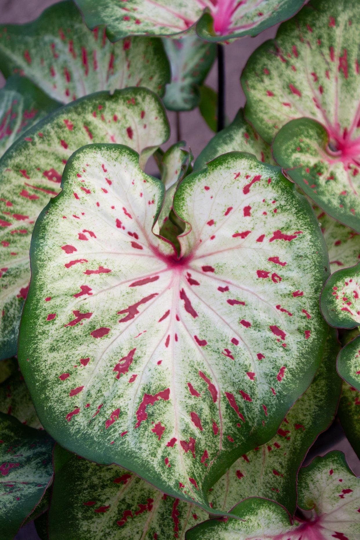 Wonderland, a caladium cultivar bred by Unbersity of Florida scientist Zhanao Deng.