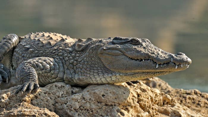Indian marsh crocodile crocodylus palustris basking on rock, Chambal, Rajasthan, India - stock photo (Getty)