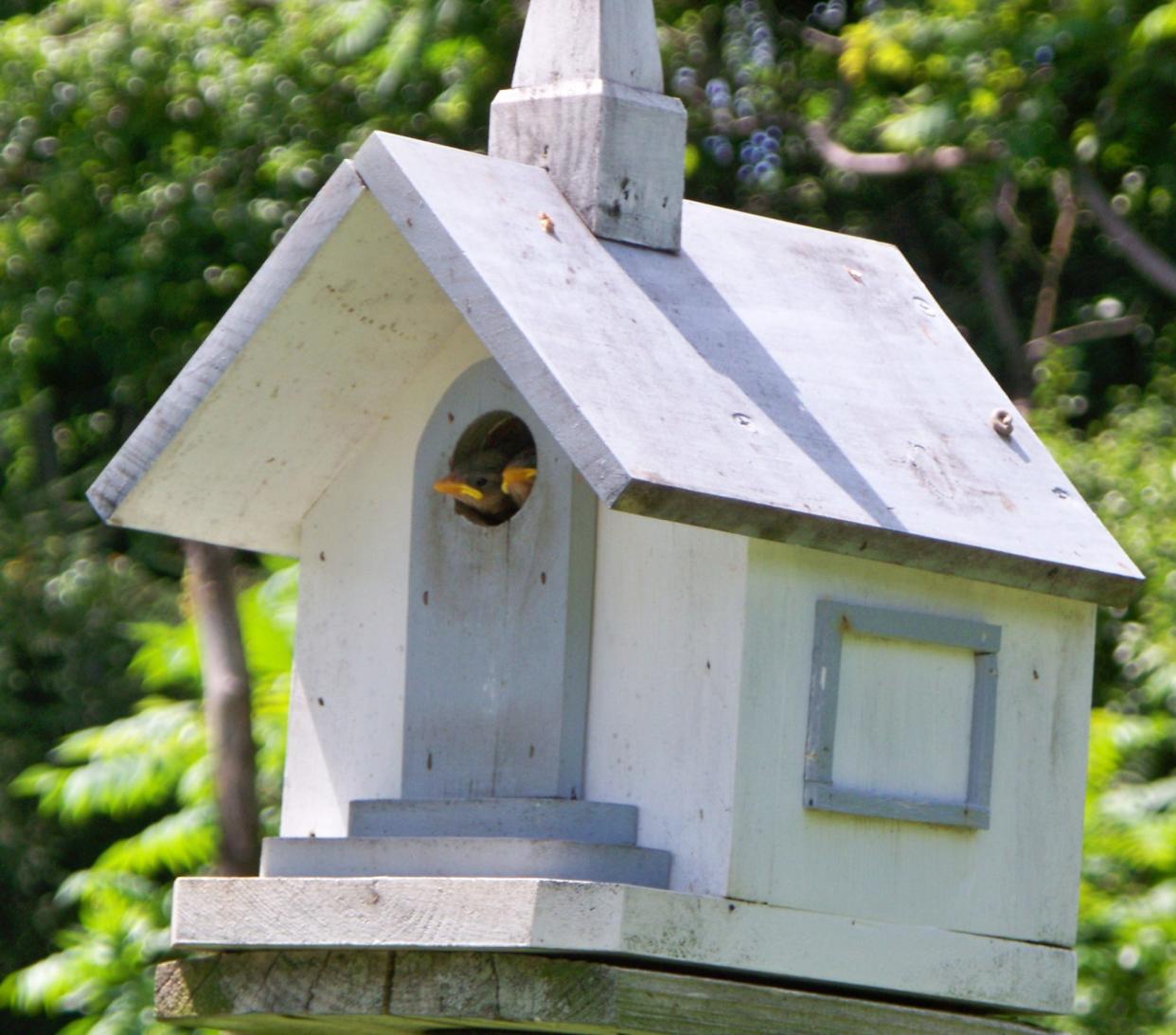 A new study by N.C. State researchers found house wrens, like these two seen peeking out of a church bird house, could be negatively impacted by artificial light at night.