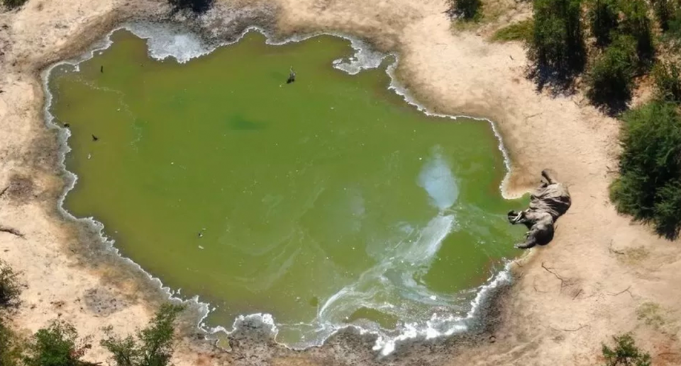 A dead elephant by a green lake. The water is green.
