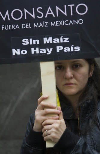 En México temen la pérdida de la diversidad del maíz por la introducción de transgénicos (AFP)