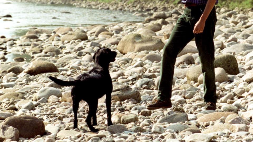 william and black labrador dog