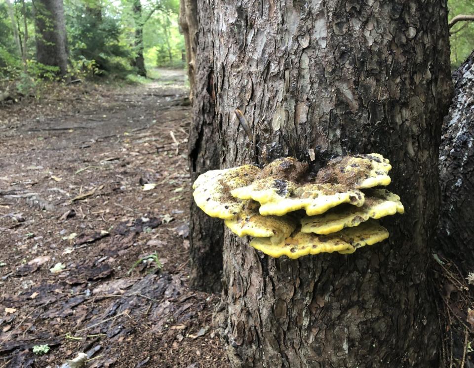 The wet weather this summer and fall has led to colorful walks in the woods.