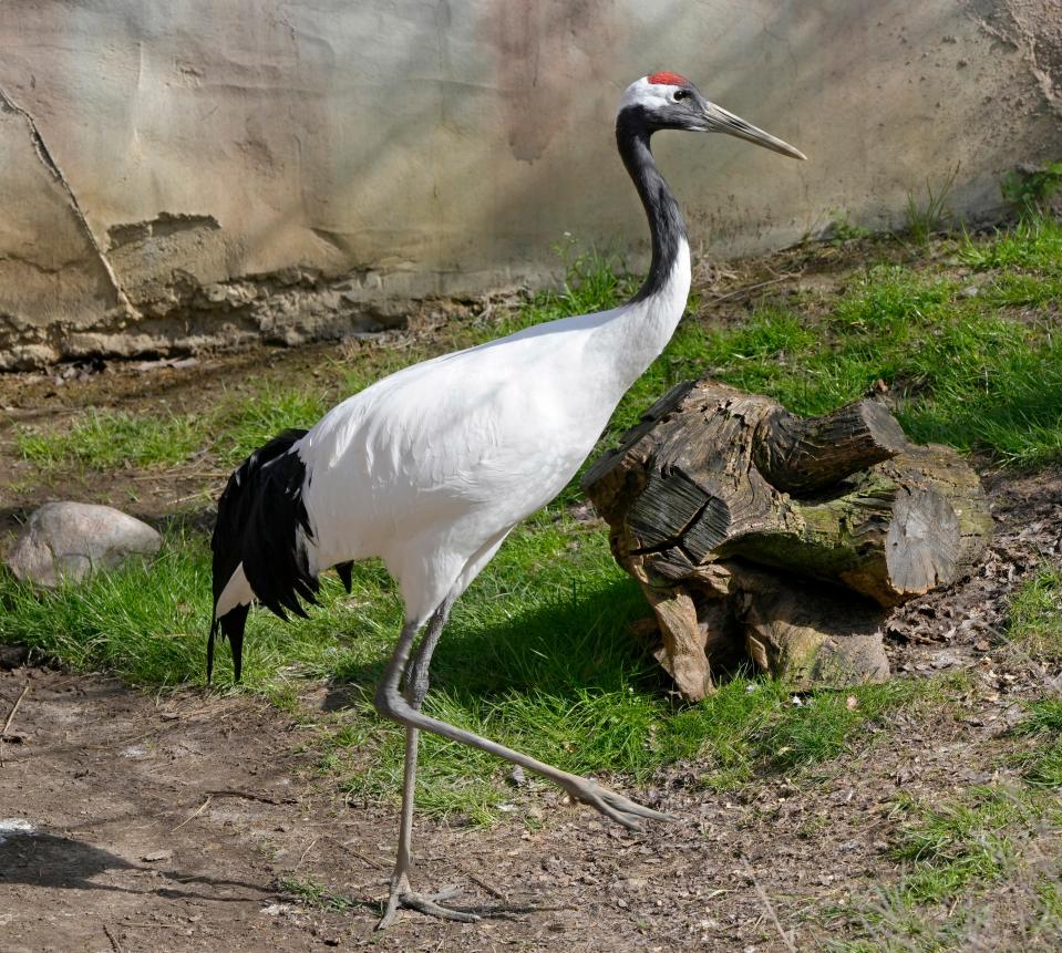 Red crowned cranes were among the animals being observed by researchers during the total solar eclipse at the Columbus Zoo and Aquarium on Monday afternoon.
