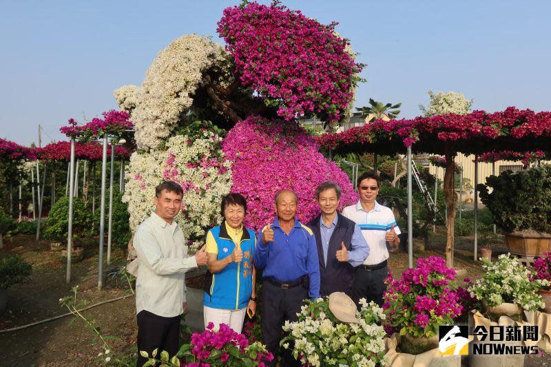 ▲田尾鄉溪頂村前村長謝進雄的花園有百年九重葛，經過巧手嫁接，花期交錯，滿開與初開相間，景致美麗，常讓路過的外地客佇足觀賞。（圖／記者陳雅芳攝，2020.11.26）