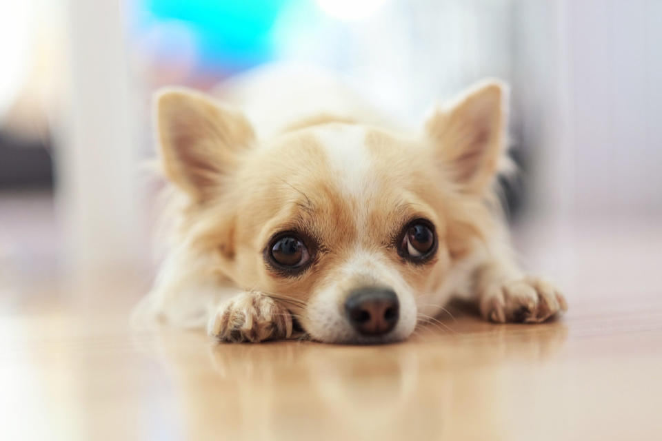 A Chihuahua dog laying on its stomach