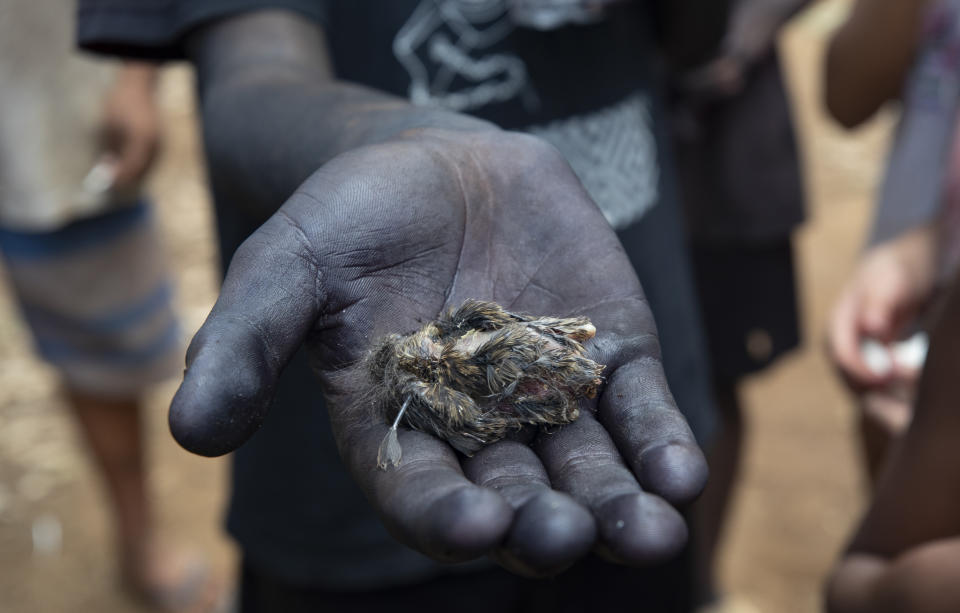 A Guarani Mbya tribe member with his skin painted black holds a baby bird that died amid felled trees where real estate developer Tenda is preparing the area to build apartment buildings on property next to the indigenous community's land in Sao Paulo, Brazil, Thursday, Jan. 30, 2020. The tension between a builder with projects in nine Brazilian states and a 40-family indigenous community is a microcosm of what’s playing out elsewhere in the country. (AP Photo/Andre Penner)