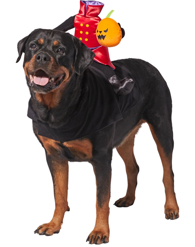 52 Funny Dog Halloween Costumes for the Silliest Pup You Know