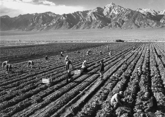 Potato Field, 1943