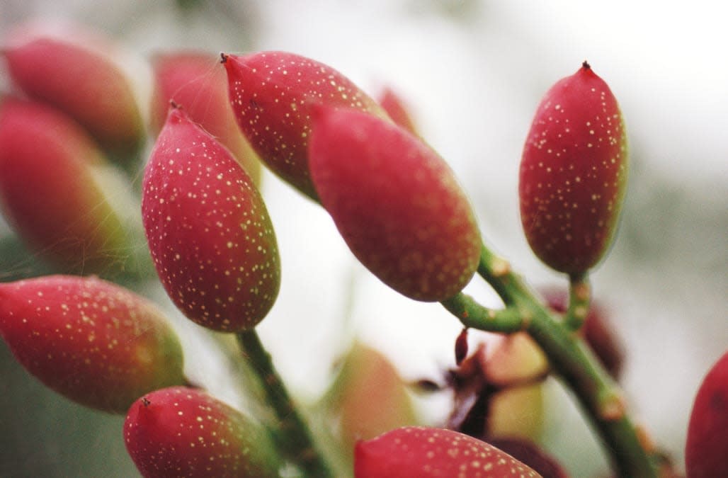 Pistachios growing