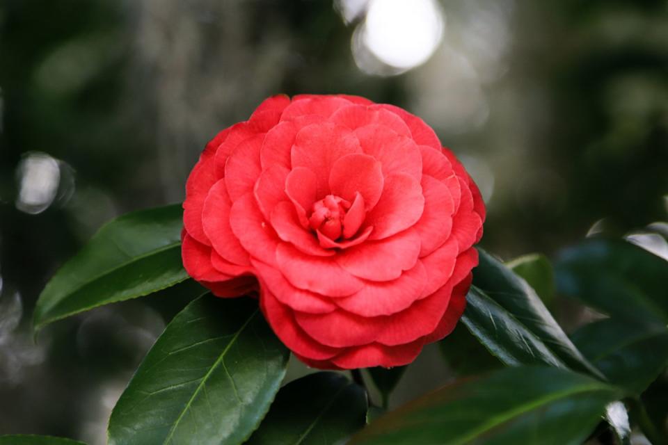 beautiful red camellia japonica