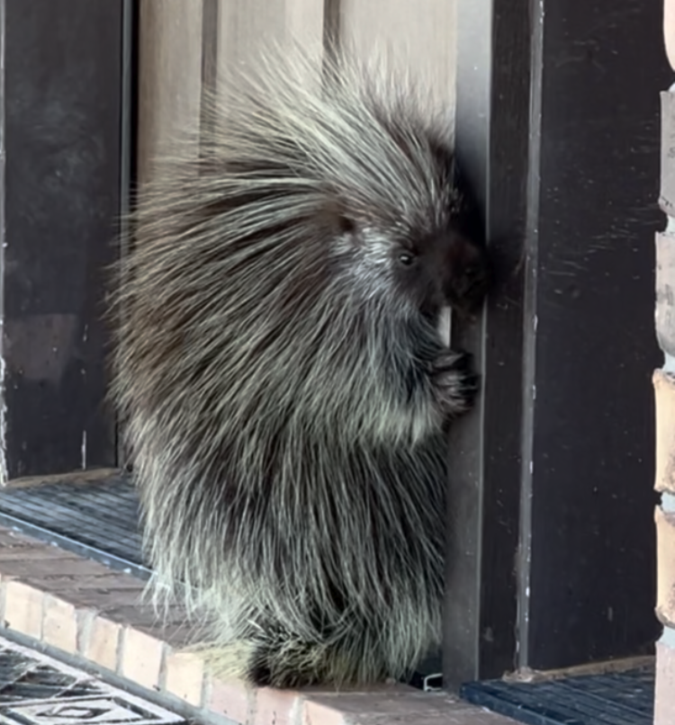 A porcupine seen in Iowa Park.