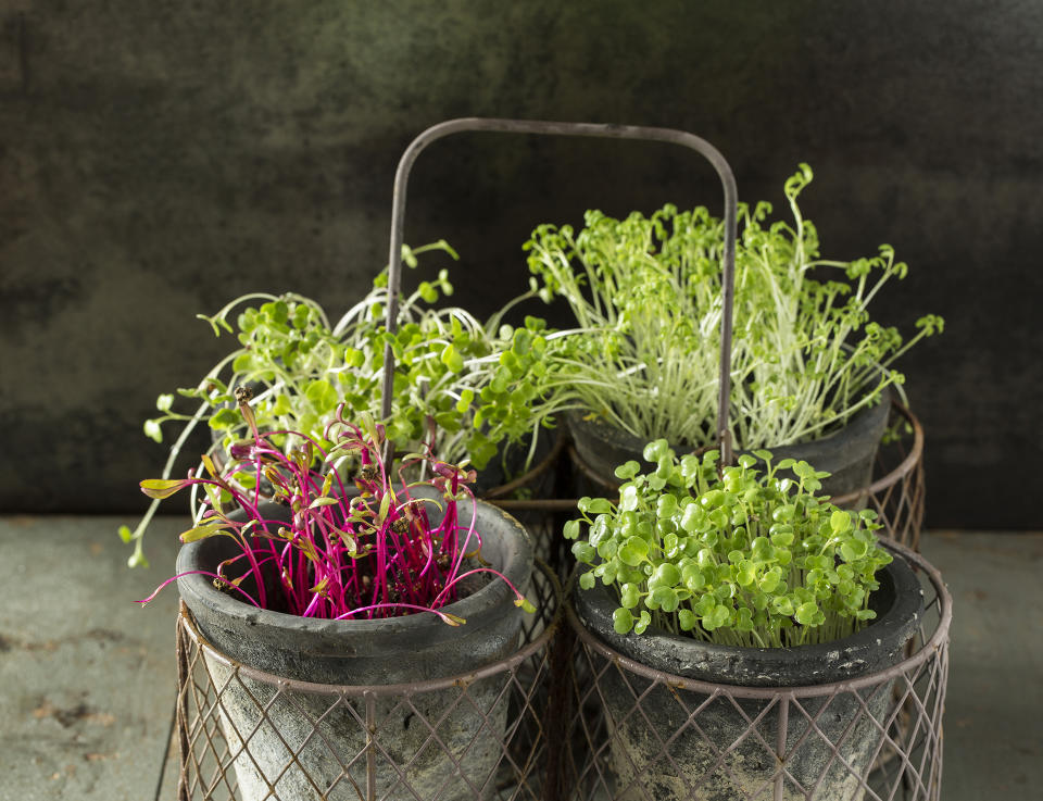 GROW MICROGREENS IN POTS FOR A QUICK, EASY CROP