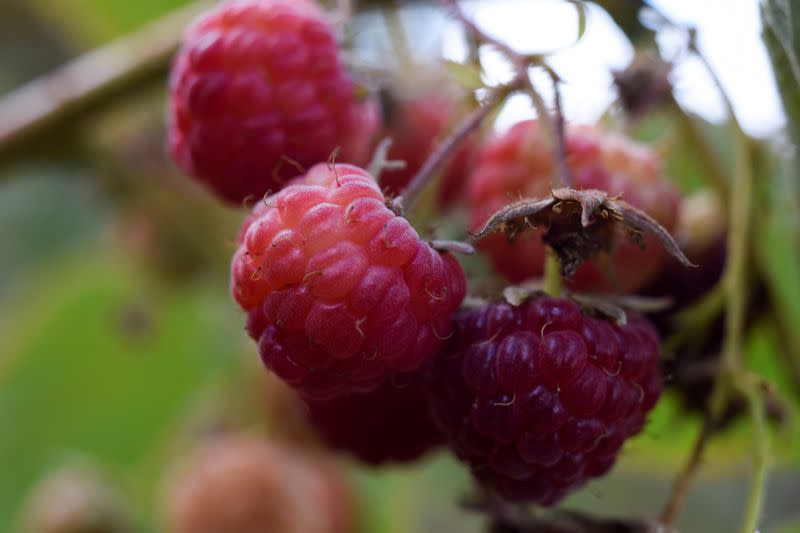 Raspberries are pictured during a harvest season at a local farm near Chillan