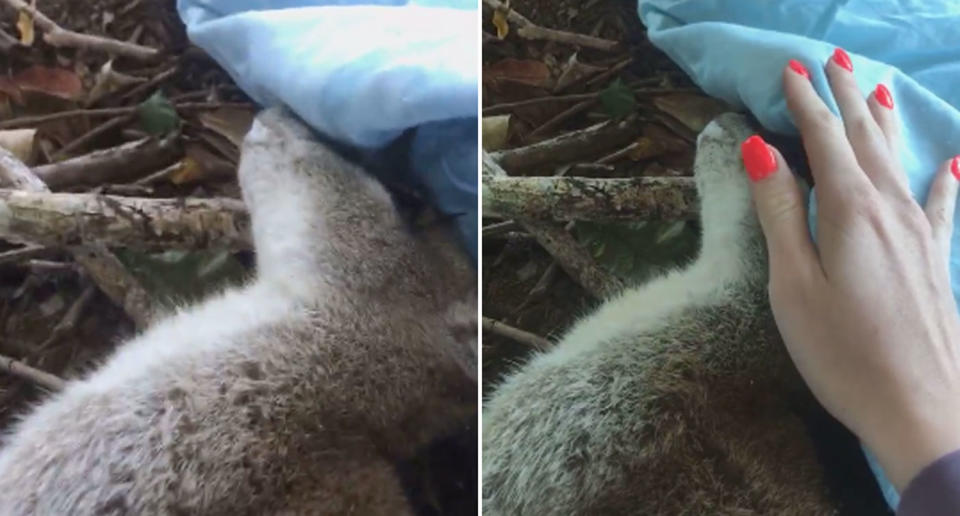 An agile wallaby with a blue sheet near its head is comforted by a woman who found it foaming at the mouth in Trinity Beach, Cairns. It died moments later.