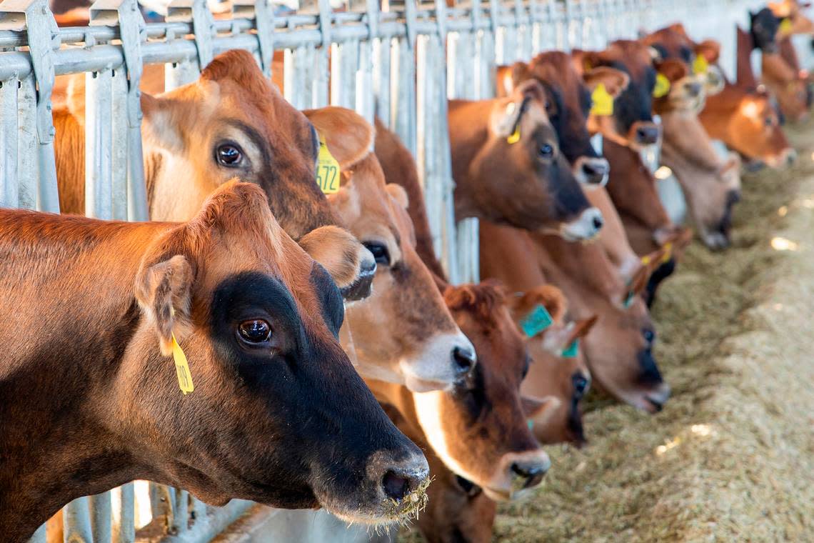 Cows feed at the Hurtado Dairy in southern Idaho.