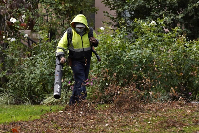 A gardener uses a leaf blower to clear leaves at a home in Sacramento, Calif., Wednesday, Oct. 13, 2021. Gov. Gavin Newsom signed 92% of the new laws lawmakers sent to him at the end of the years legislative session that ended Sept. 10. One of the bills approved clears the way for a first-ever ban on the sale of new gas-powered leaf blowers and lawn blowers. (AP Photo/Rich Pedroncelli)