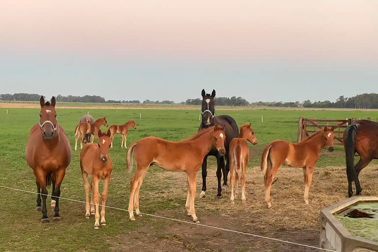 El Dakar de los caballos: cómo es el endurance, que tiene sus cultores (y sus clones) en la Argentina