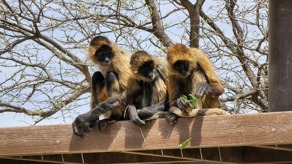 Three black-handed spider monkeys look over a leafy treat near the entrance of the Amarillo Zoo.