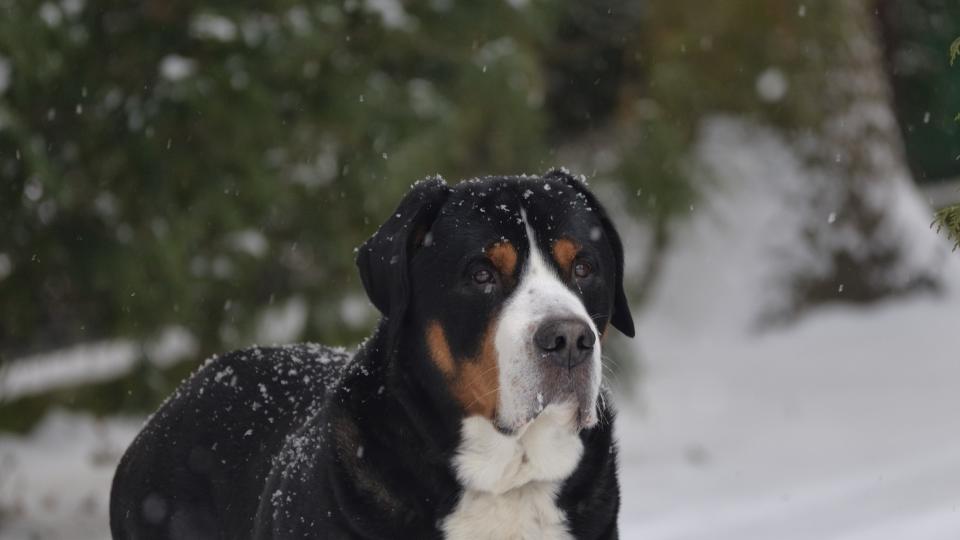 greater Swiss mountain dog in the snow