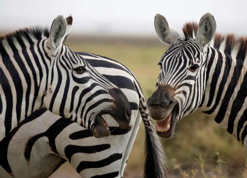 Dans le monde entier, davantage d'espèces animales et végétales sont actuellement menacées. Plus de la moitié des oiseaux et mammifères d'Afrique pourraient disparaître en raison du changement climatique d'ici 2100. /Photo d'archives/REUTERS/Goran Tomasevic