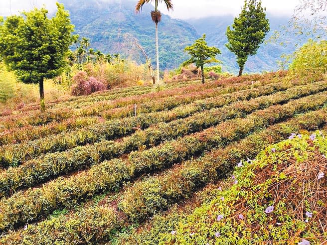 雲林縣多達300公頃茶園，受旱災衝擊，茶樹枯乾，占全縣茶園總面積7成5。（周麗蘭攝）