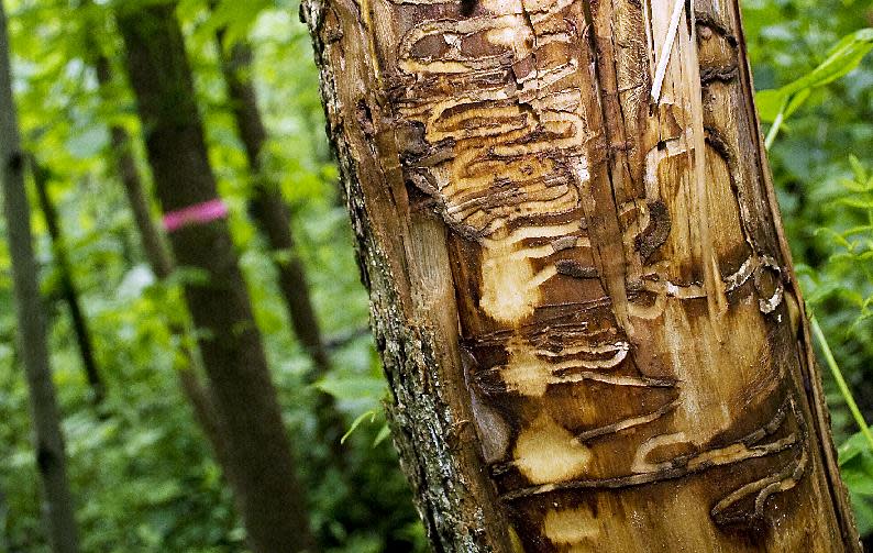 FILE - In this June 22, 2011 file photo are tracks from Emerald Ash Borers left in a black ash tree outside the Riveredge Nature Center in Newburg, Wis. It may be hard to think of January 2014 deep freeze as anything but miserable. But in the realm of nature, there are silver linings: The extreme cold could kill some of the insect pests, like the Emerald Ash Borer, that have ravaged northern forests. (AP Photo/West Bend Daily News, John Ehlke, File)