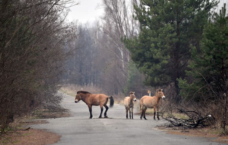 El caballo de Przewalski es una especie en extinción que sorpresivamente deambula por el área de Chernobyl