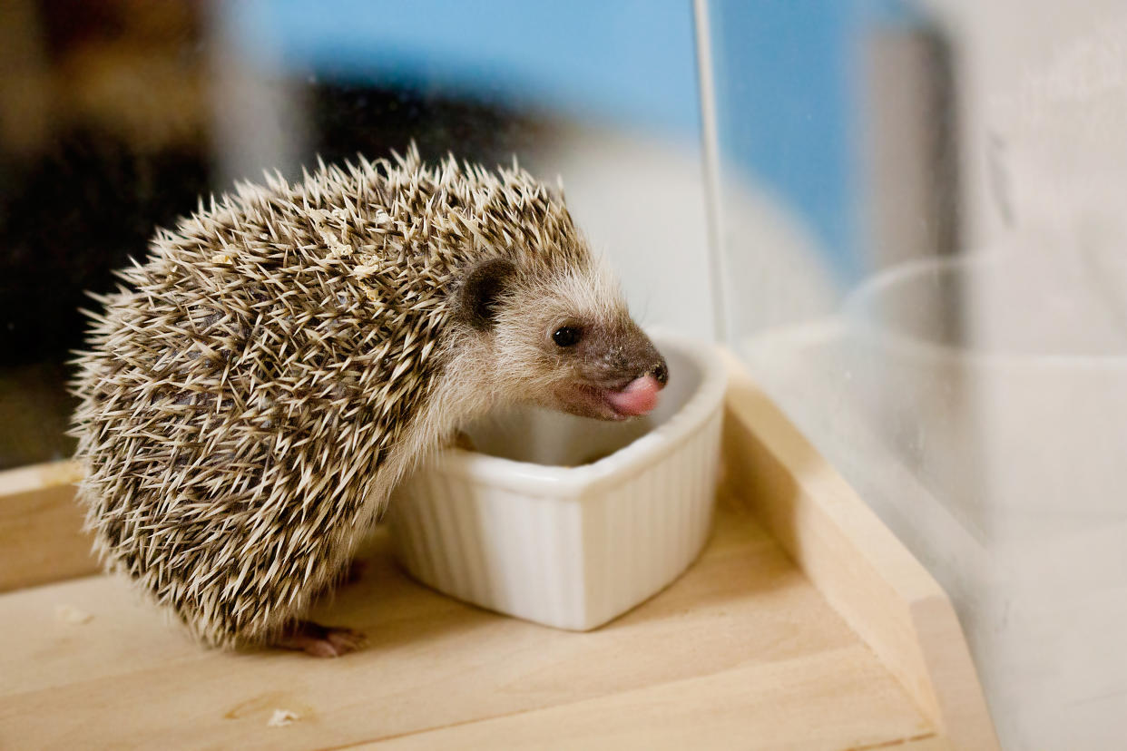 https://www.gettyimages.co.uk/detail/photo/crazy-and-eat-the-bait-baby-hedgehog-royalty-free-image/587954330