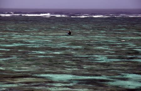 A tourist snorkels in the lagoon located on Lady Elliot Island, north-east of the town of Bundaberg in Queensland, Australia, June 9, 2015. REUTERS/David Gray