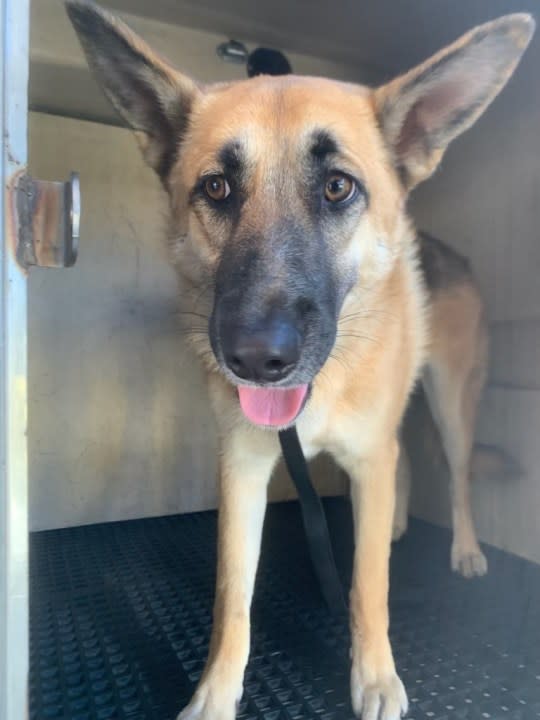 Shelter staff are searching for the owner of a dog that was seen being thrown out of a truck during a pursuit on Jan. 11, 2024. (Inland Valley Humane Society & S.P.C.A.)