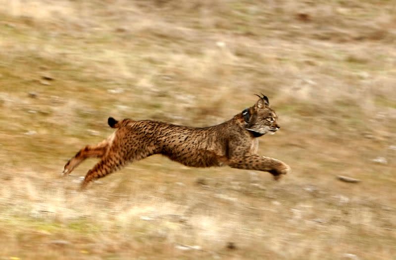 FILE PHOTO: An Iberian lynx runs after being released in Villafranca de Cordoba