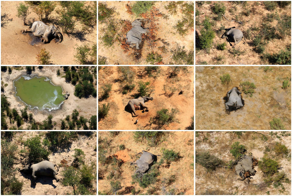 A combination photo shows dead elephants in Okavango Delta, Botswana May-June, 2020. PHOTOGRAPHS OBTAINED BY REUTERS/Handout via REUTERS ATTENTION EDITORS - THIS IMAGE HAS BEEN SUPPLIED BY A THIRD PARTY.     TPX IMAGES OF THE DAY