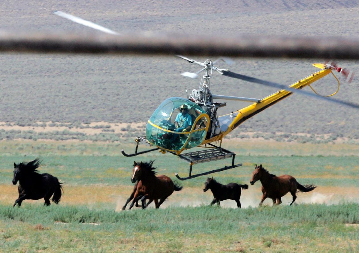 A livestock helicopter pilot rounds up wild horses from the Fox & Lake Herd Management Area on July 13, 2008, in Washoe County, Nev.