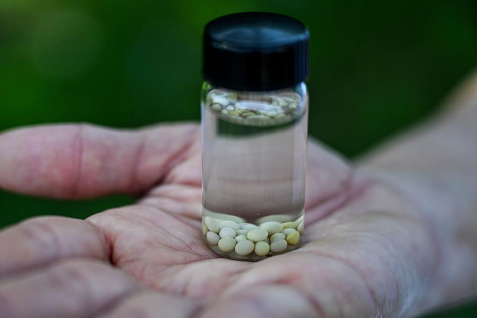 White eggs from giant African snail in a jar