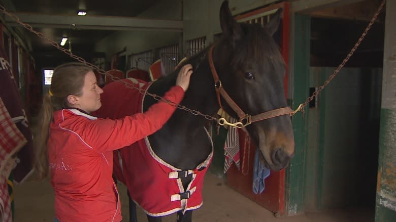 How a horse from P.E.I. found a new home with a boy with autism