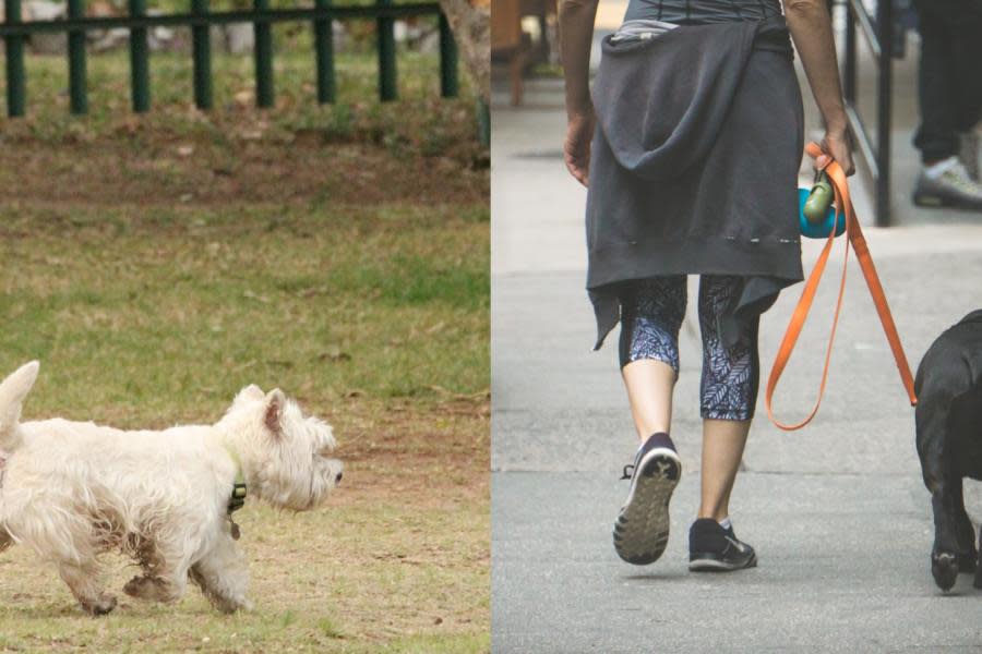 Hombre muere tras defender a su pequeña mascota de un perro grande