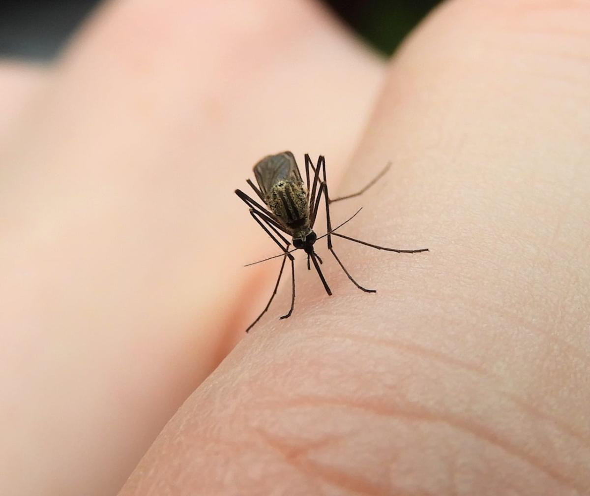 OPH confirms first human case of West Nile virus in city this year