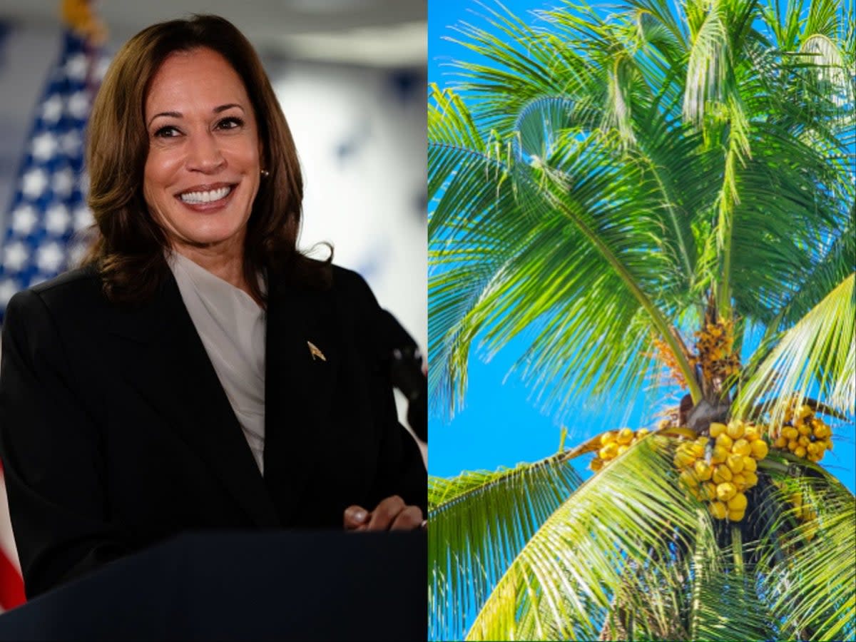 If there’s a word that has become synonymous with Kamala Harris, it’s ‘coconut’ (Getty Images)