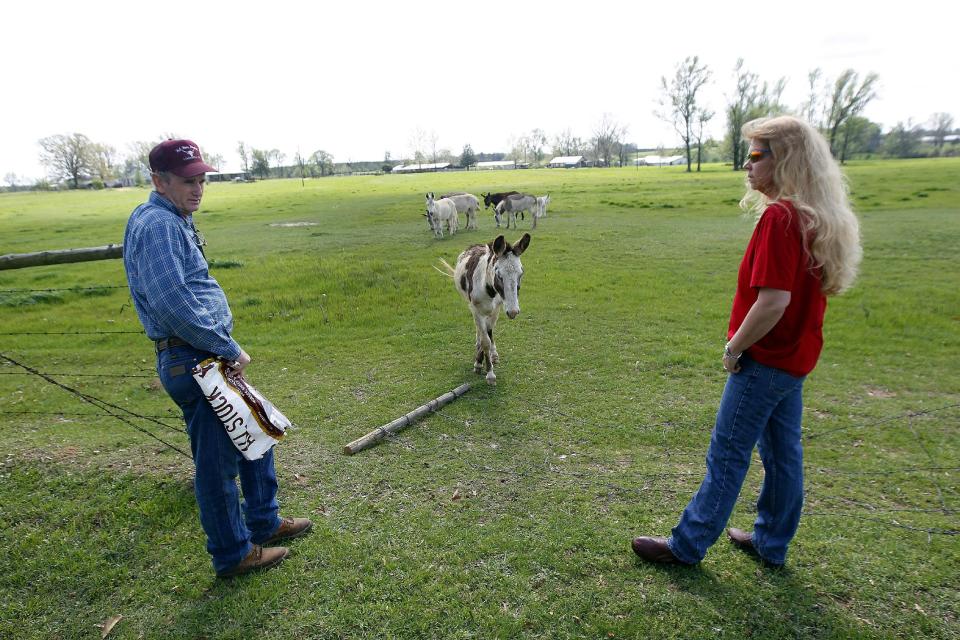 Keith Gantt and his wife Karla Gantt feed abandoned donkeys they have recovered, in Athens, La., Friday, March 16, 2012. Prolonged drought in the southern plains coupled with the nation’s economic slump has taken a heavy toll on the humble donkey. Across east Texas and north Louisiana, farmers whose grazing land has dried up have sold off herds of cattle, putting livestock-tending donkeys out of work and making it too expensive to keep those bought as pets or for other reasons. In the north Louisiana town of Athens, Keith Gantt, who rounds up loose livestock for the Claiborne Parish Sheriff's Office, has hundreds of donkeys he can't give away. He’s had some for two years. (AP Photo/Gerald Herbert)