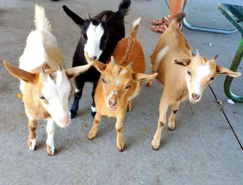 The petting zoo at Our Farm near Parker, South Dakota, features baby goats, pigs, bunnies kittens and ducklings.