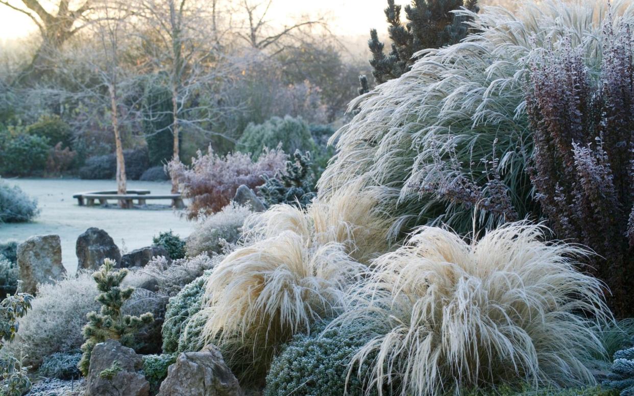 A frosty winter's morning on the rock garden in John Massey's garden. Stipa tenuissima in the foreground. - Jonathan Buckley / gapphotos.com