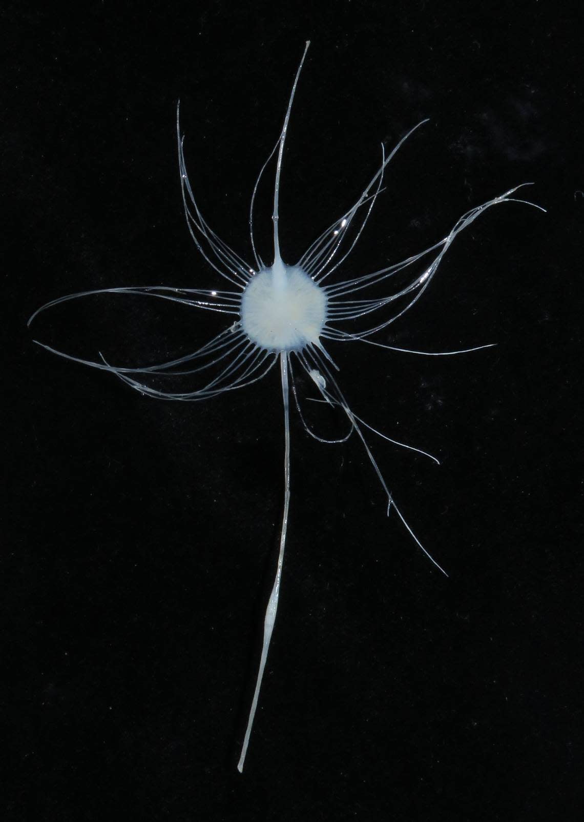 A photo showing an Axoniderma wanda sponge.