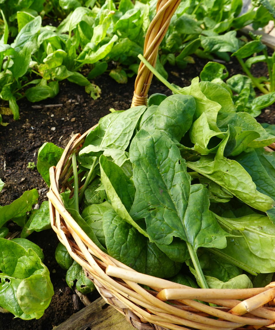 Spinach leaves in the dirt next to a wicker basket