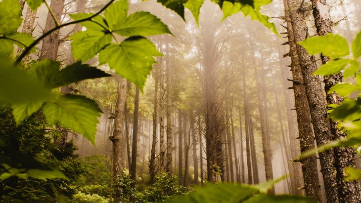 Olympic National Park camping