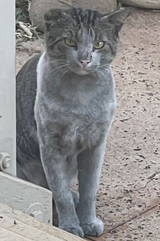 <p>FieldHaven Feline Center</p> A photo of Mamoa after he survived the Maui fires