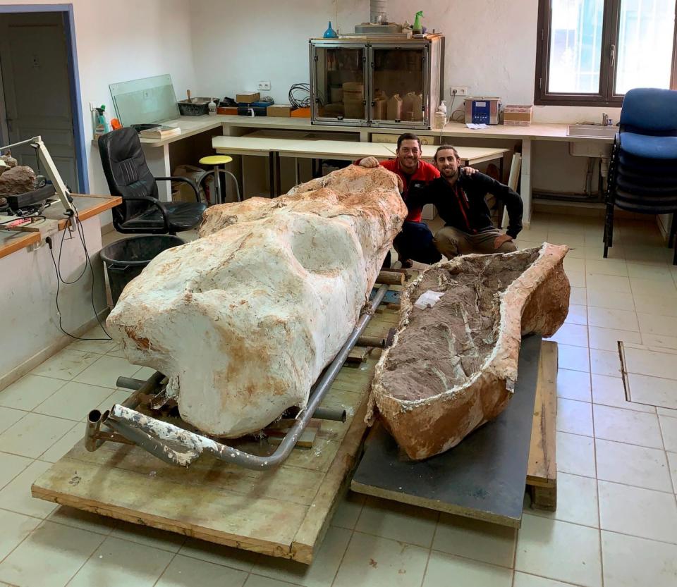 PHOTO: The fossilized titanosaur is being studied by the Archaeological and Paleontological Cultural Association (ACAP) at the Cruzy Museum in France. (Courtesy Damien Boschetto)