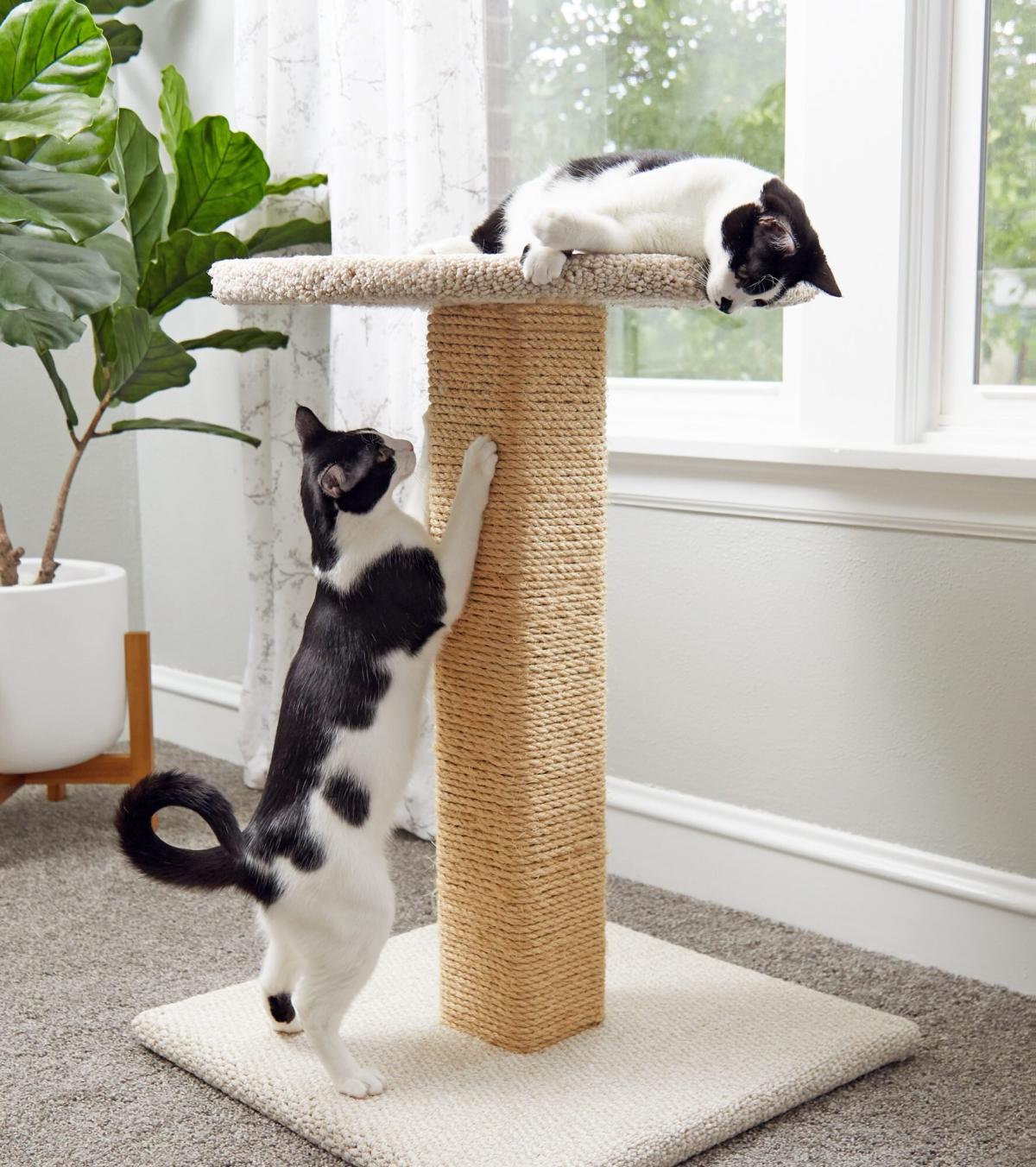 This Cat Scratching Mat Saves Your Carpets Is Actually Attractive – SheKnows