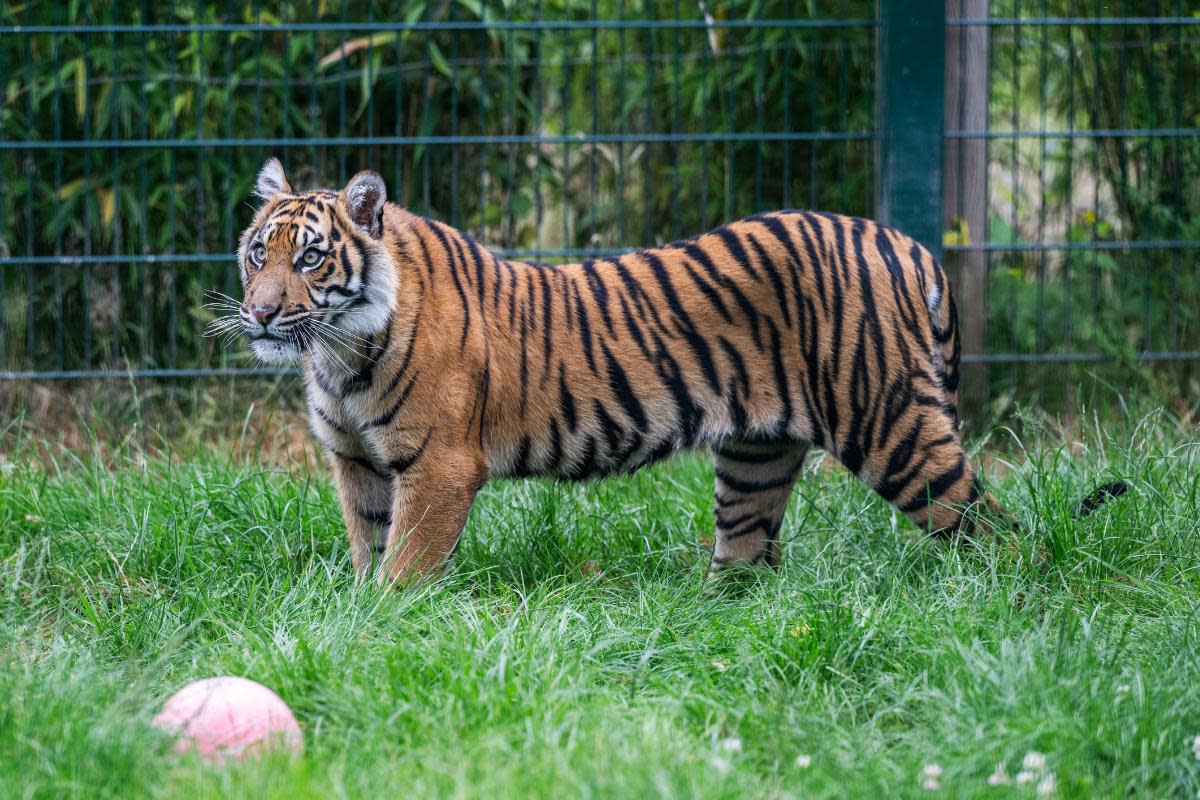 Born on July 4, 2023, Lestari was the first of her kind to be born at the park <i>(Image: West Midlands Safari & Leisure Park)</i>