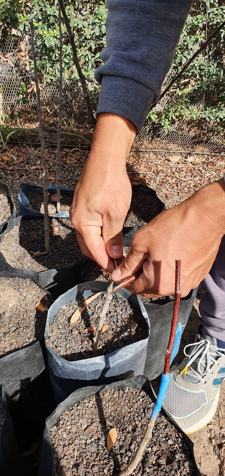 Trabajos especiales de la Facultas de Ciencias Agrarias de la Universidad Nacional de Cuyo y del Instituto Balseiro para clonar el árbol de Newton